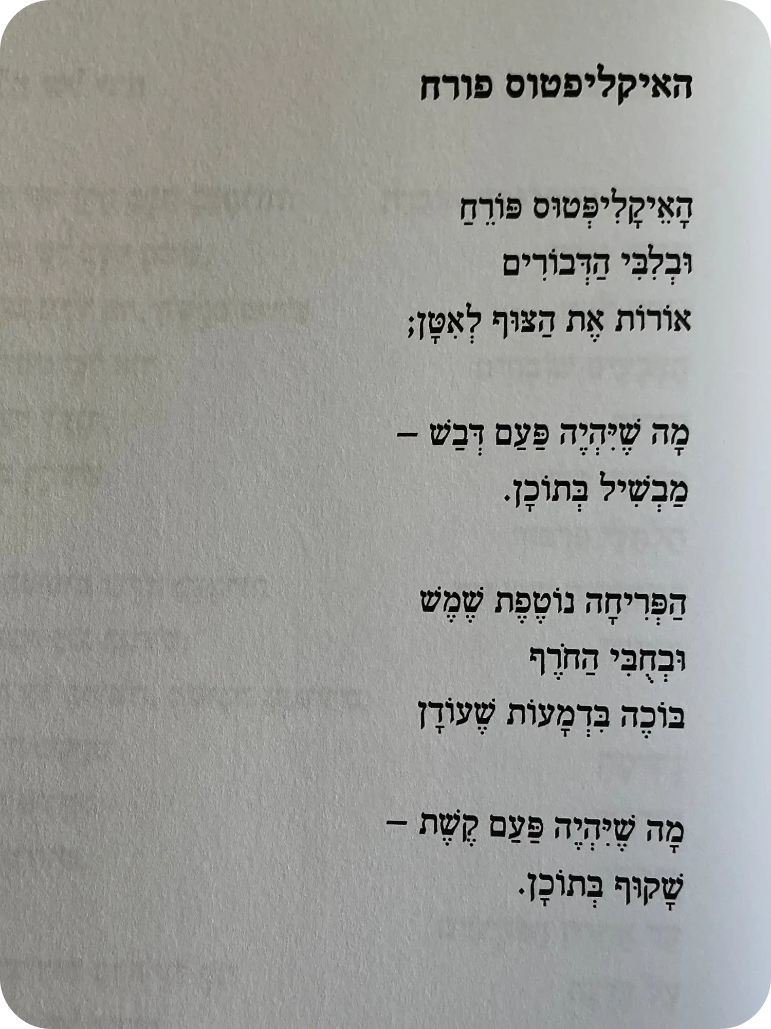 האקליפטוס פורח